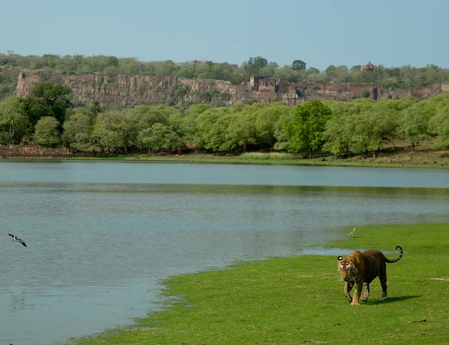 Tiger walking near a calm lake with lush green forest and rocky hills in the background.