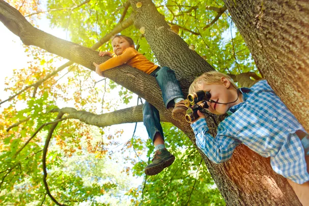 Boys climbing trees