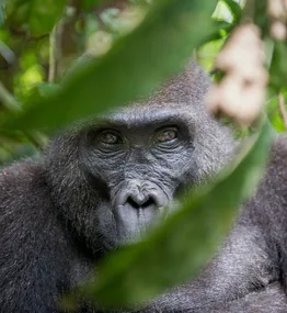 Western Mountain Gorilla