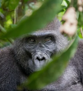 Western Mountain Gorilla