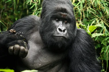 Gorilla Harambe