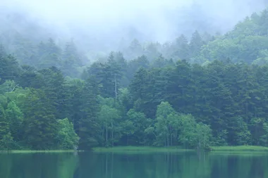 Japanese forest 