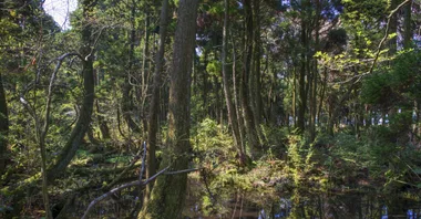 Japanese boy found alive after six days lost in woods