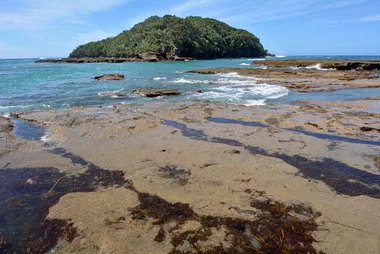 Goat Island New Zealand
