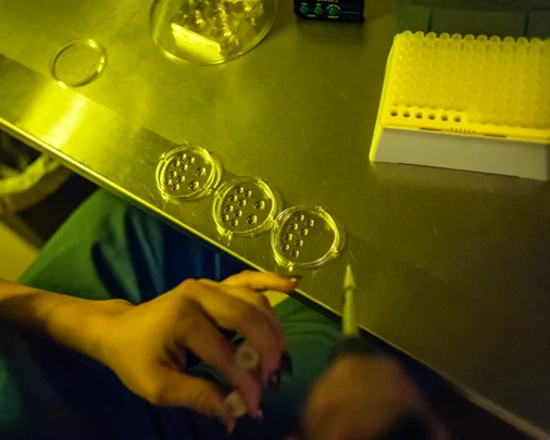 IVF