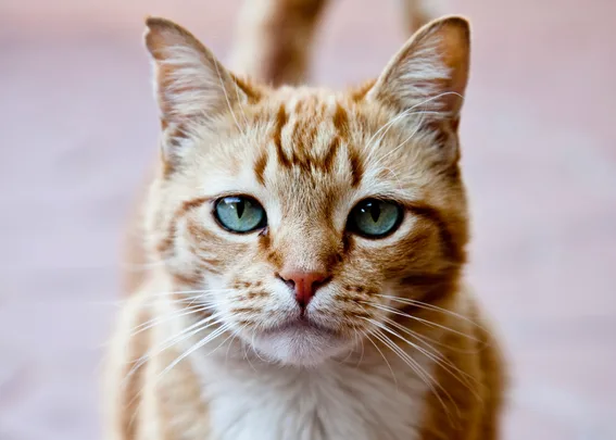 Missing cats in Timaru