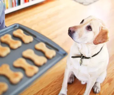 How to: De-flea your dog naturally