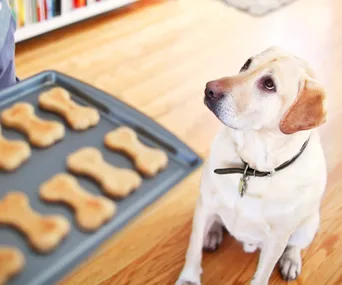 How to: De-flea your dog naturally