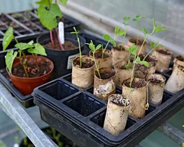 Green Goddess: Get the ball rolling