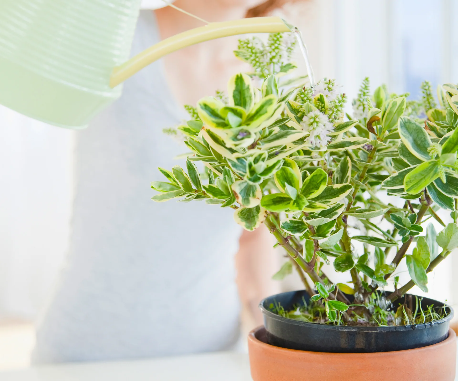 Green Goddess: Trickle treat