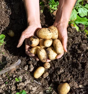 What vegetables to plant now for summer