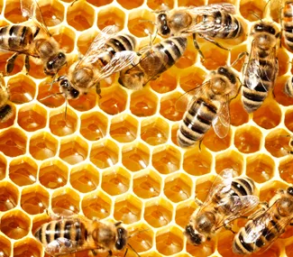 Bees