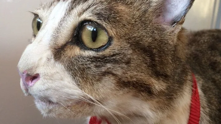 bad taxidermy