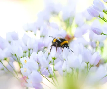 Help the bees and get a summer garden at the same time