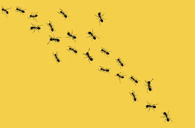 How to get rid of ants – and other helpful tips