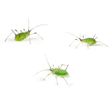 How to: Natural pest control