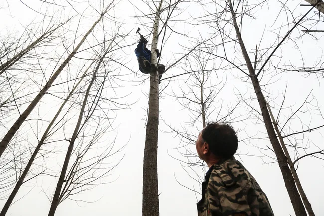 A man climbs a tall bare tree with an axe, another man watches from below, cloudy sky.