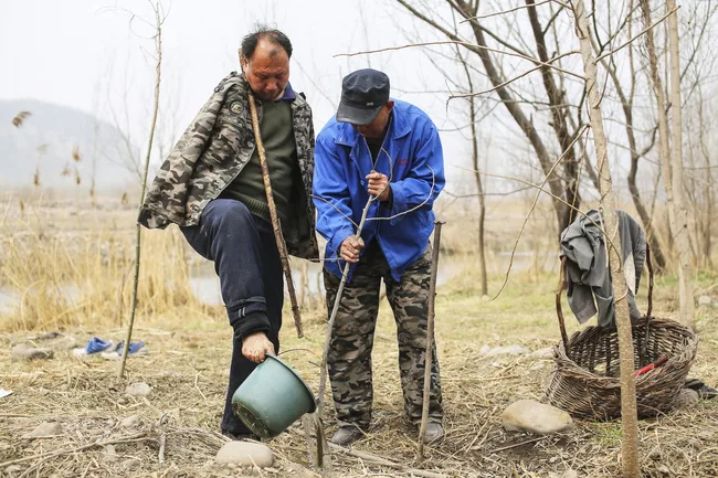 Two men planting trees in a rural area, one using his foot to pour water from a green bucket.