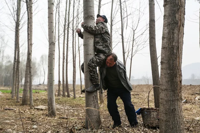 Man in camouflage climbs tree with help from another man in a sparse forest.