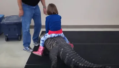 Alligator