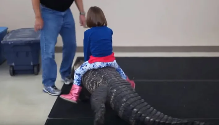 Alligator