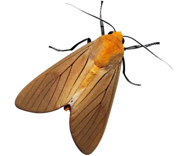 How to: Make a natural moth repellent