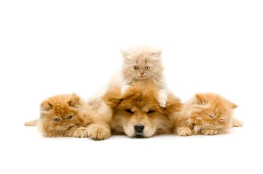The two legendary names everyone is calling their pets right now are…