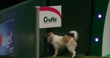 WATCH: The Jack Russell that went rogue during top dog show