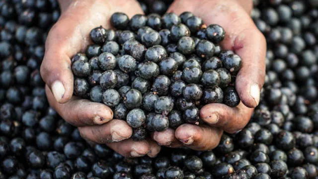 Acai berry