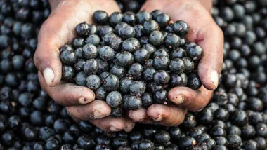 Acai berry