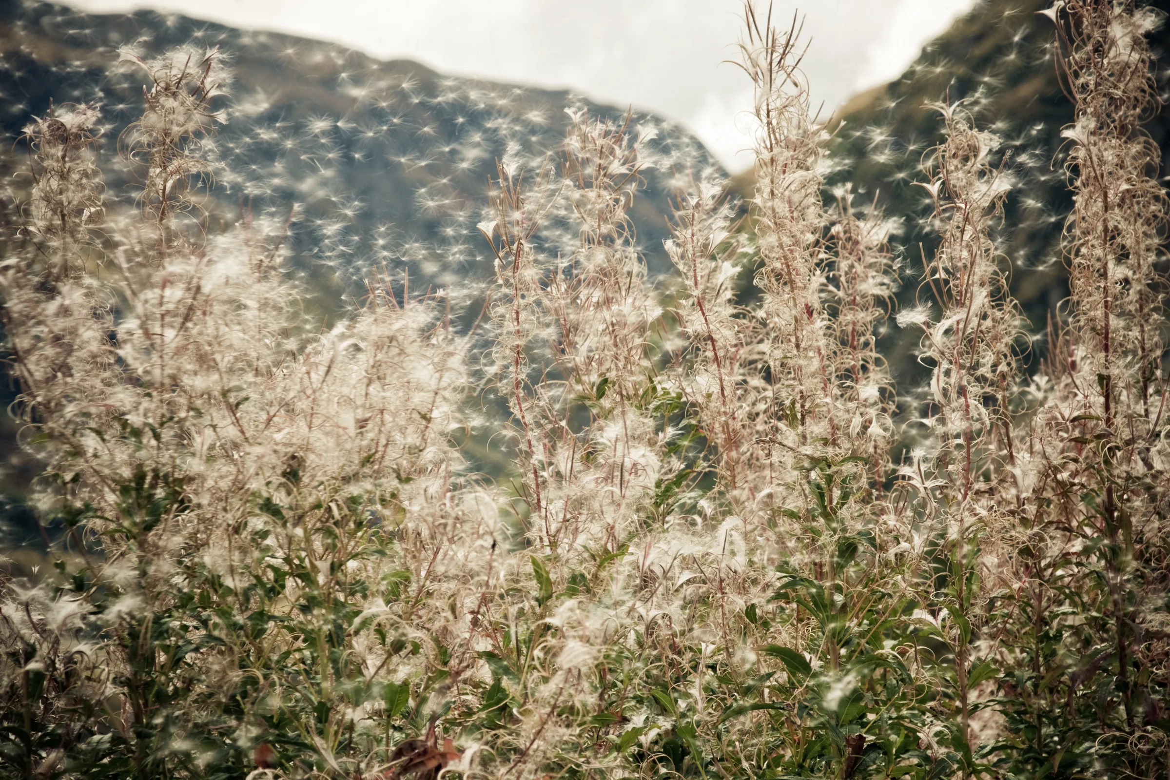 Hay fever season Australia