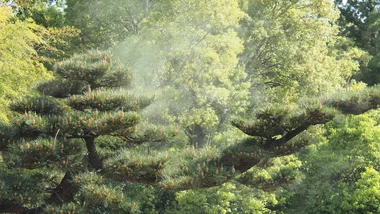 Pollen causing hay fever in Australia