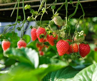 A close up of a strawberry plant