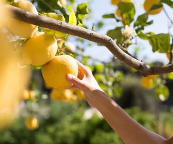 Woman picking fresh lemon from tree, Ischia Island