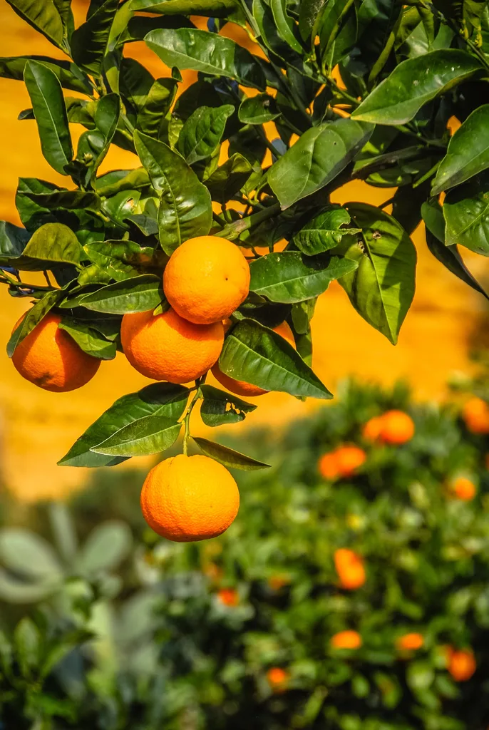 Orange tree in Sicily