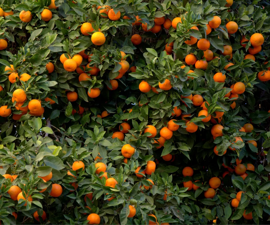 orange-orchard-getty