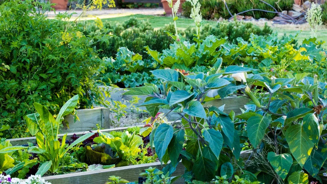 How to grow Asian vegetables, according to an urban permaculture gardener