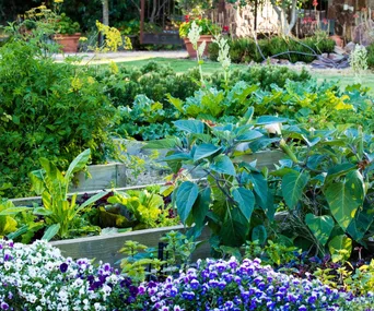 A thriving vegetable garden in raised garden beds