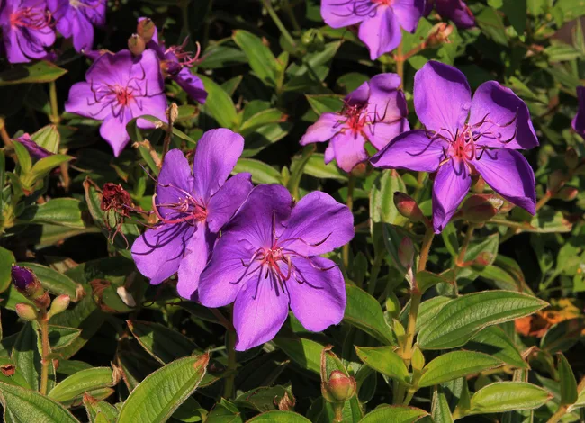 Tibouchina purple flowers close up