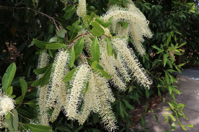 ivory curl tree