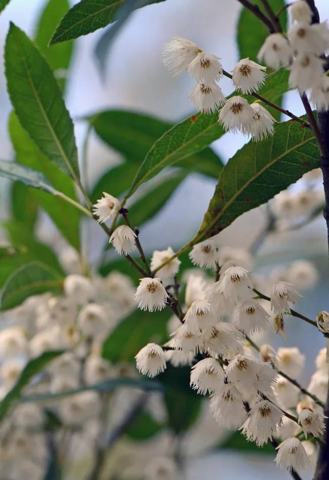 blueberry ash flowers close up