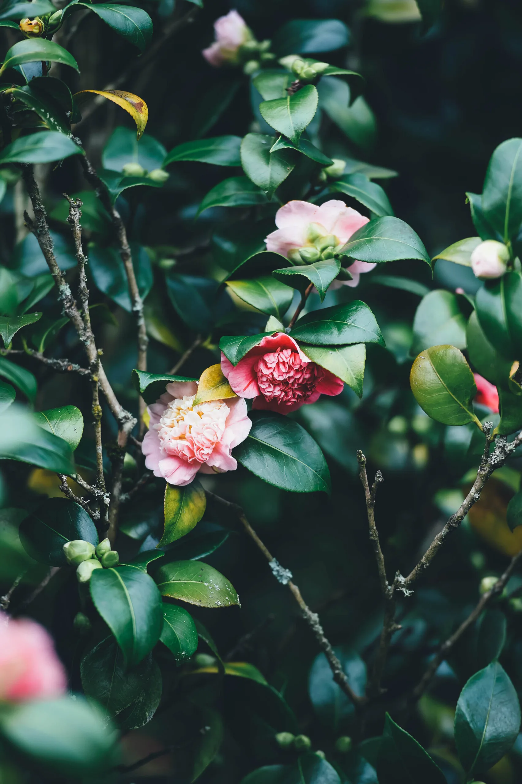 Close up of pink camelias