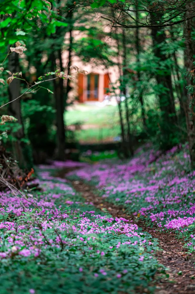 A garden with cyclamen growing beneath trees
