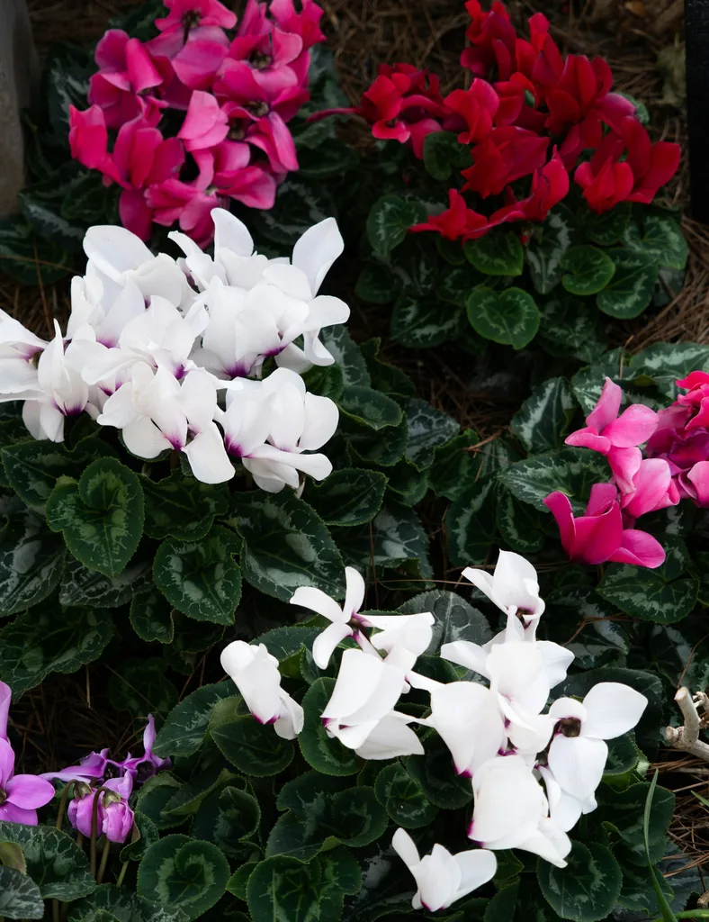 Red, pink and white cyclamen flowers