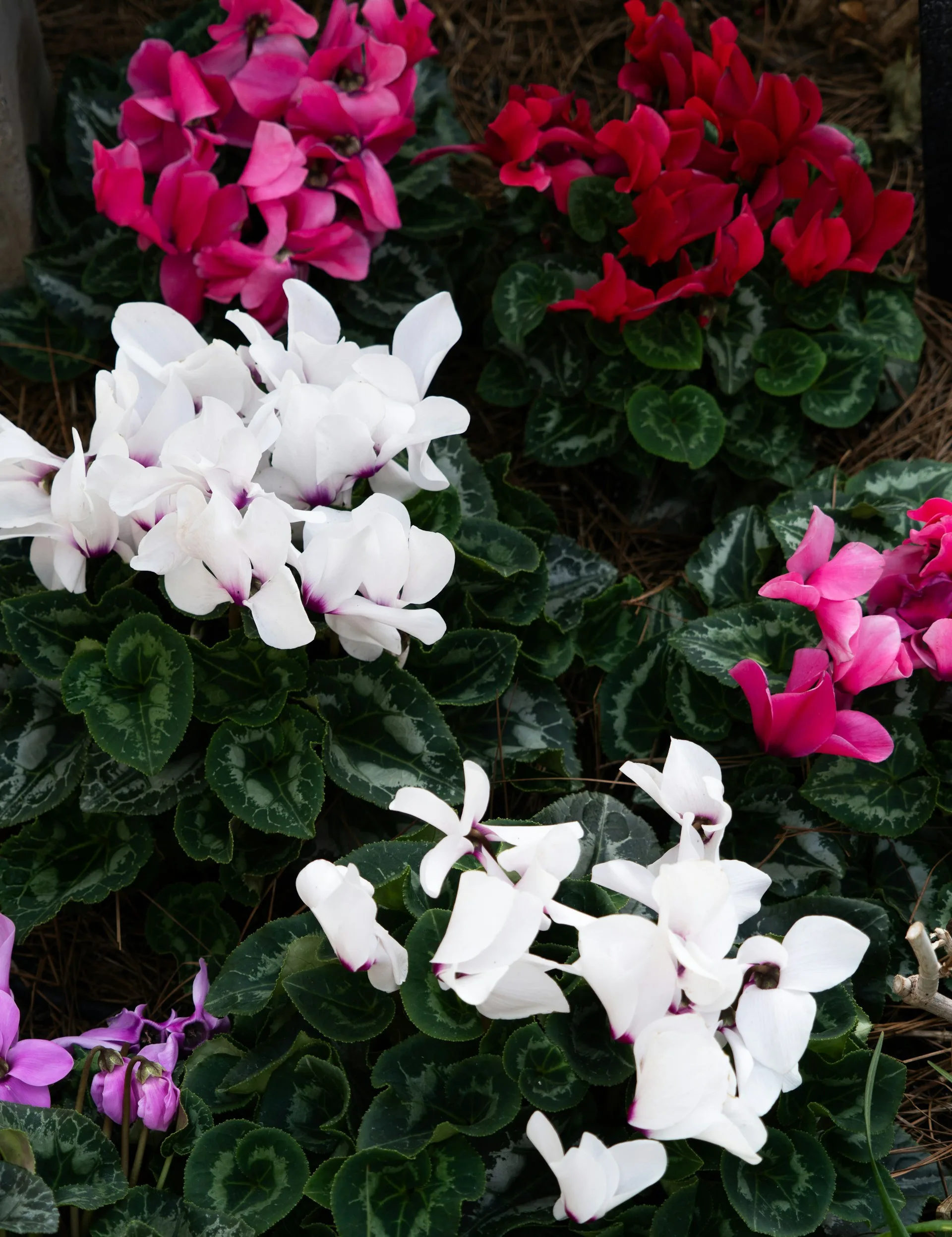 Red, pink and white cyclamen flowers