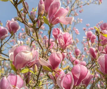 Pink magnolia flowers