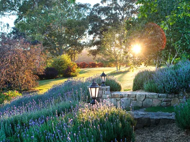 An Australian garden with a large lavender field.