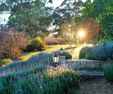 An Australian garden with a large lavender field.