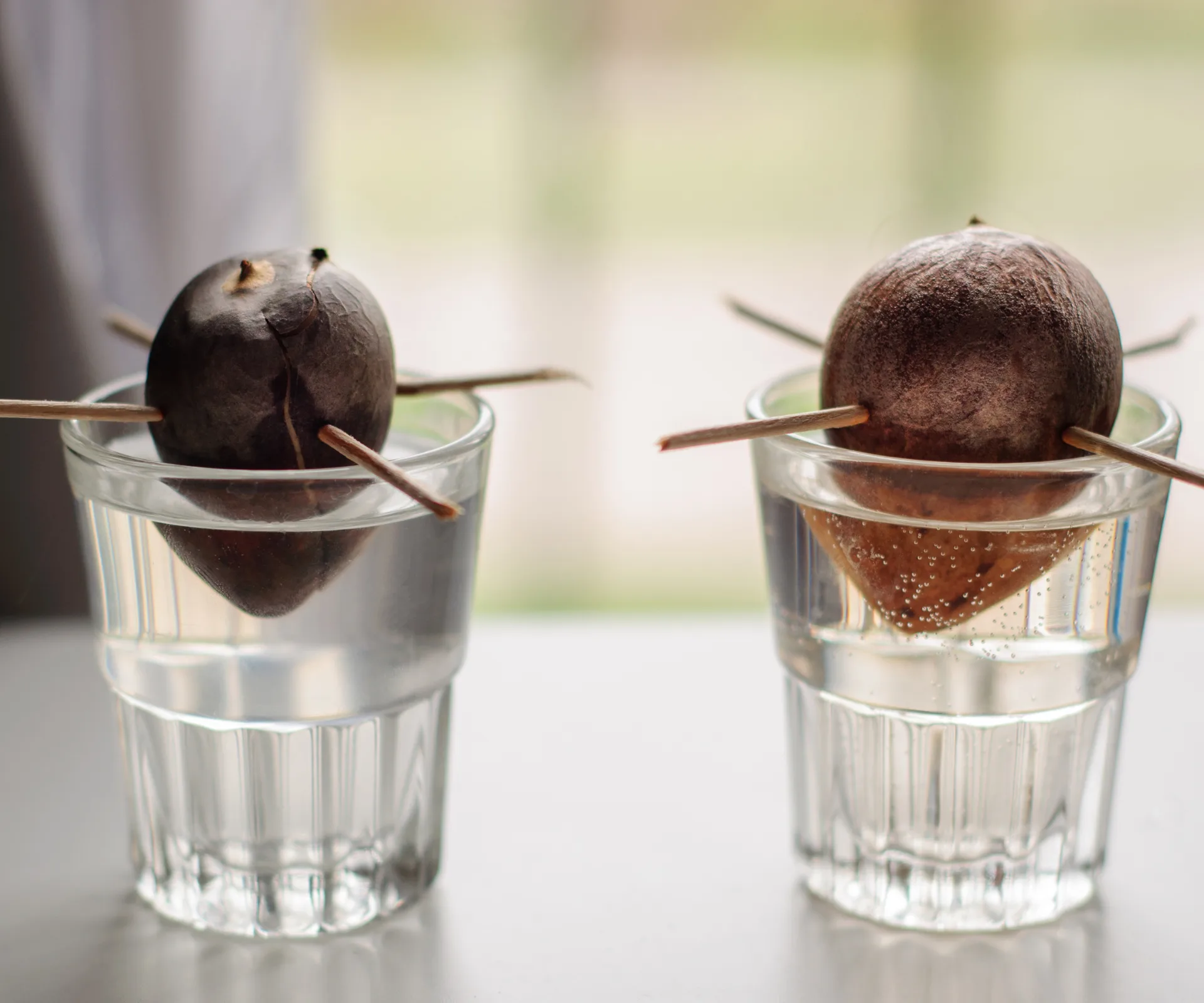 Avocado pits with toothpicks in them, before roots have sprouted.