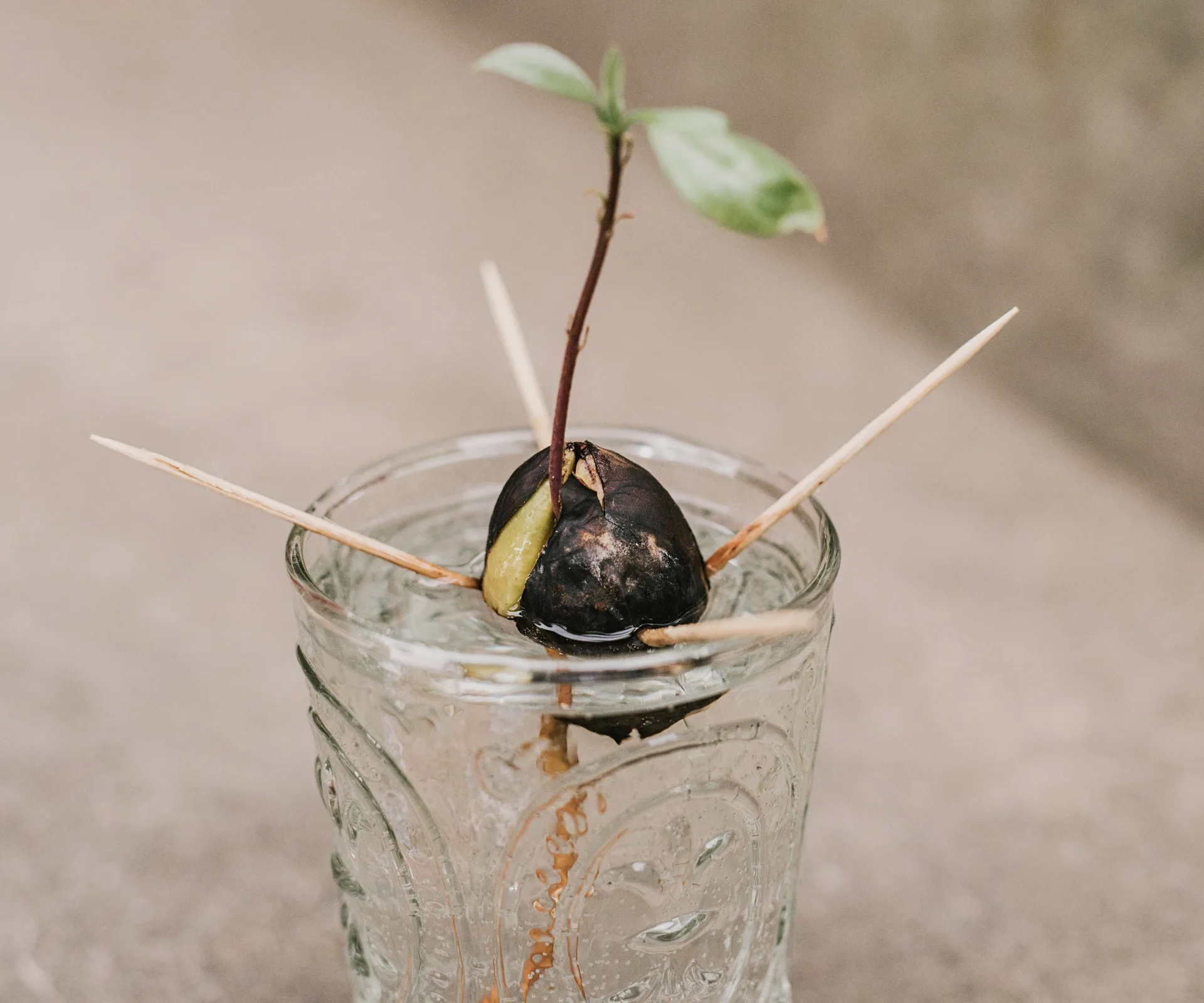 An avocado seed can sprout in a glass of water.